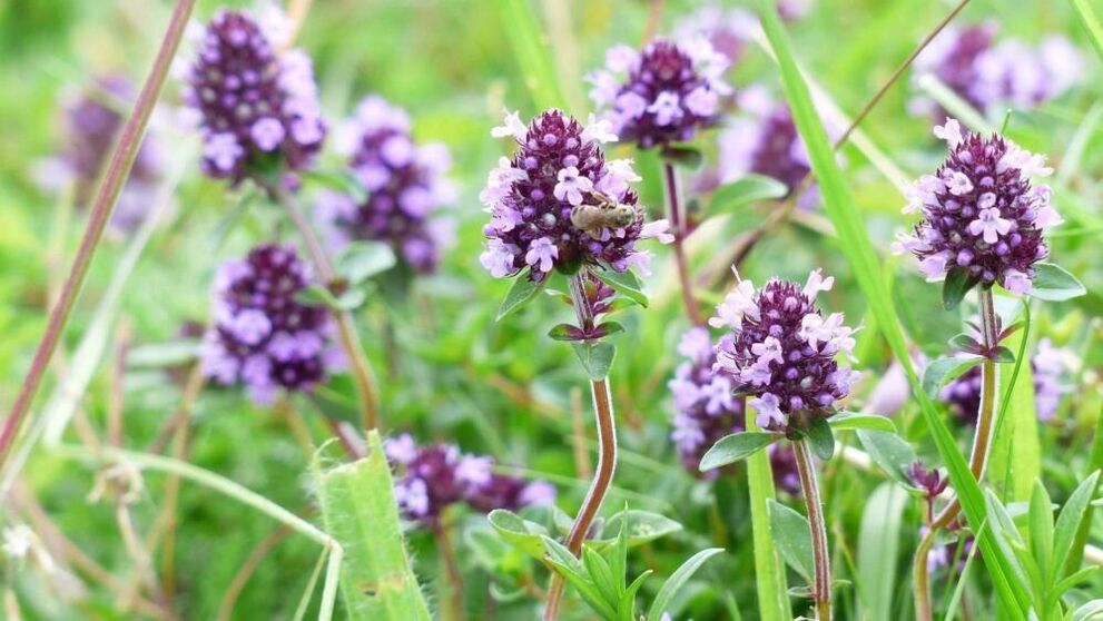 Thymian Kraider fir Erliefnes Erweiderung
