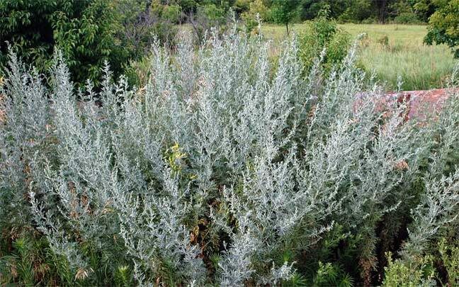 Decoction vun Wormwood hëlleft de Penis ze vergréisseren