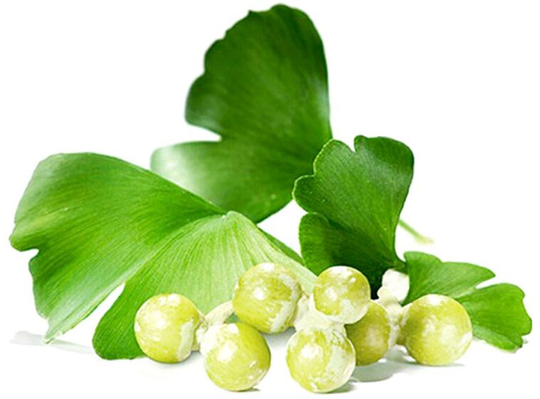 Ginkgo biloba Blieder verbesseren d'Blutzirkulatioun an de Stoffer vum Penis