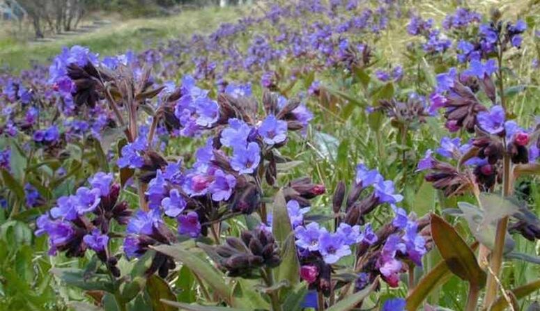 Lungwort fir eng Infusioun ze preparéieren déi d'Erweiderung vum Penis fördert